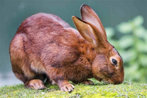 47 Rabbit Breeds To Keep As Pets
