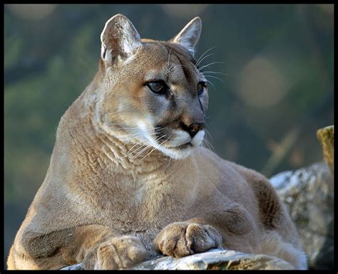 Endangered Beauty The Cougar Puma Concolor Also Known A Flickr