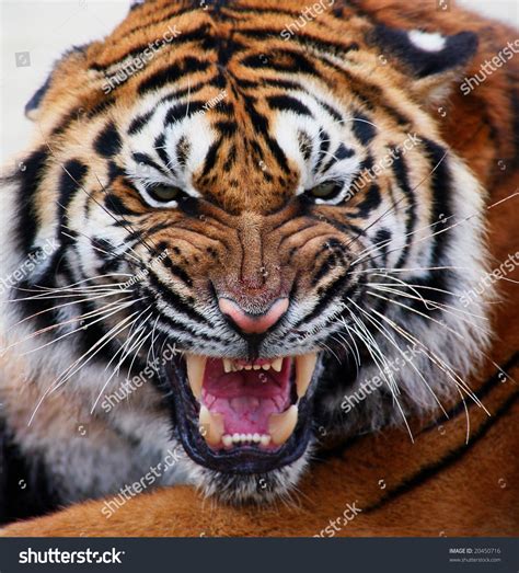 Close Tigers Face Bare Teeth Tiger Stock Photo 20450716 Shutterstock