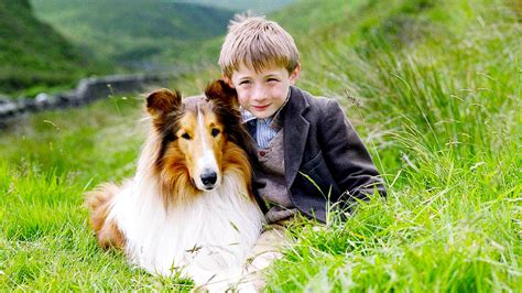 Love For Lassie Animal Stars Who Captured Our Hearts Film Daily