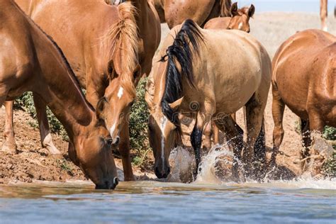 Horses At A Watering Place Drink Water And Bathe During Strong Heat And
