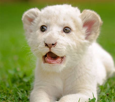 Baby White Lion