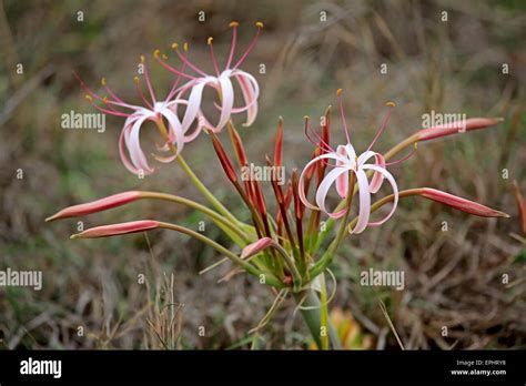 Flowering South African Crinum Lily Crinum Buphanoides Kruger