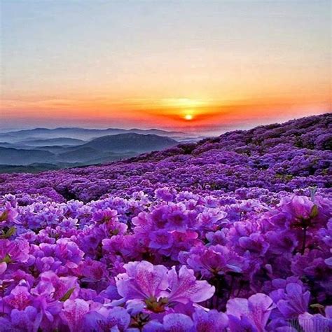 Royal Azalea Flower Valley In Hapcheon South Korea Beautiful