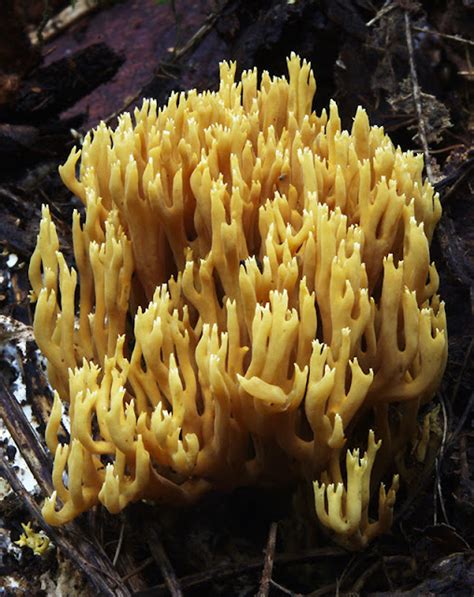 Wildeeps Illuminations Coral Fungus