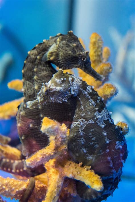 A Look Into Seahorse Savvys Hatchery And Keeping Seahorses In A Home