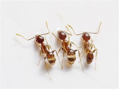 How To Get Rid Of White Ants