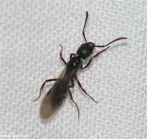 Tiny Ant Like Bugs Bindu Bhatia Astrology