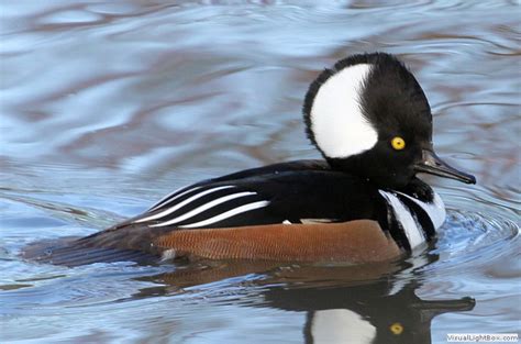 Identify Hooded Merganser Wildfowl Photography