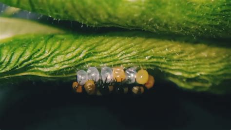 Ladybug Hatching Time Lapse Youtube