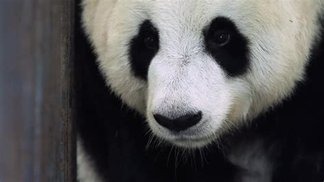 Panda Love Life And Pregnancy Panda Babies Bbc Earth Youtube