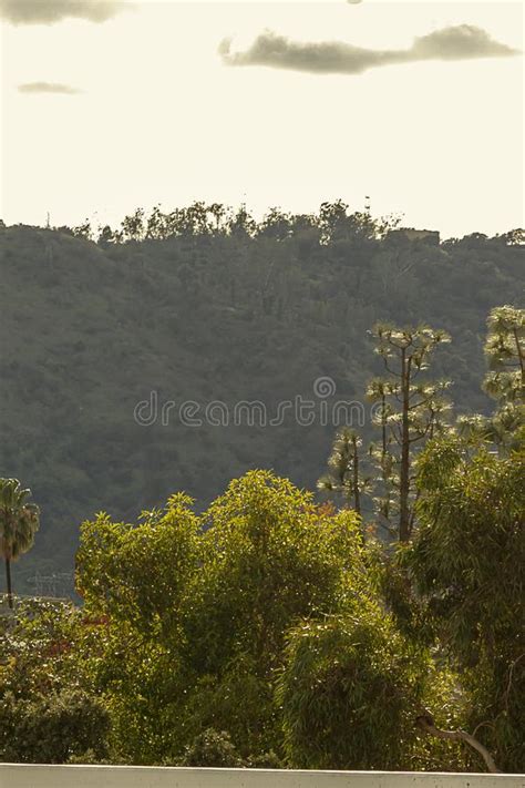 Hillside With Pine Forest In The Wintertime Stock Image Image Of