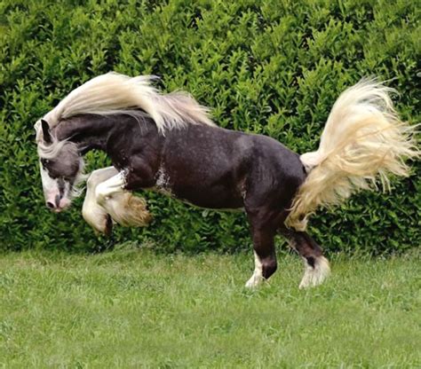 The romani people who developed the. Black silver dapple Gypsy Vanner stallion ITS Elvis. photo: Asia Borowska. | Gypsy Vanner ...