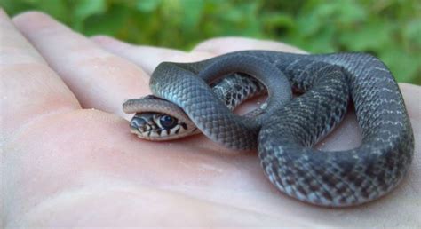 Blue Racer Snake Snake Snake Facts Pet Snake