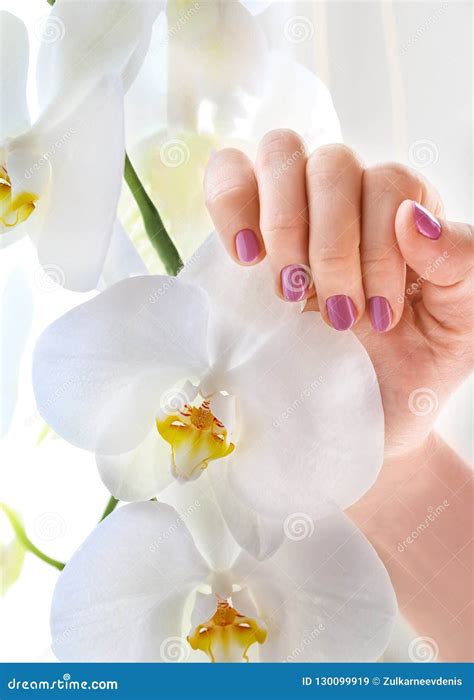 Female Hands Hold Orchid Stock Image Image Of Fashion 130099919