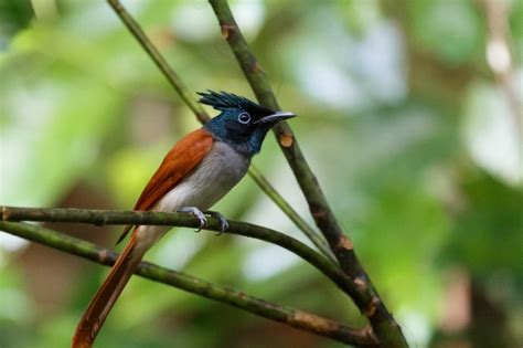 Hal itu mungkin di karenakan burung flamboyan jantan dan betina susah untuk di ternak atau di tangkar. Ciri Ciri Burung Seriwang Jantan dan Persebarannya