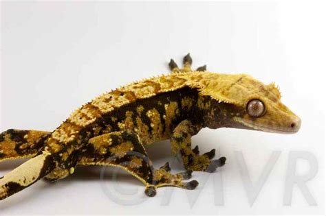 Crested Gecko Morph Guide Colors Morphs And Traits Gecko Crested
