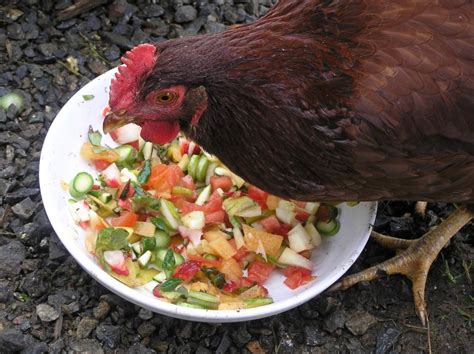 10 Best And Healthy Treats For Chickens The Treats Chickens Can Eat