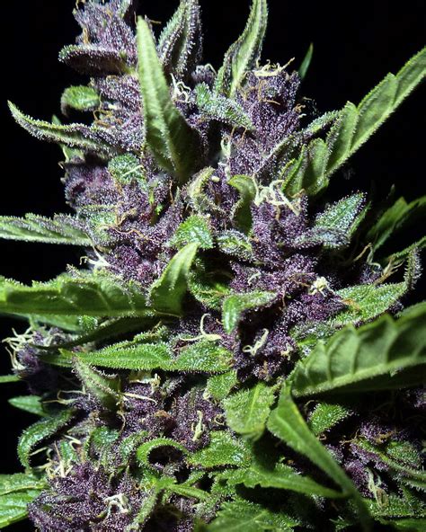Buy Purple Kush Online Weed Greenery