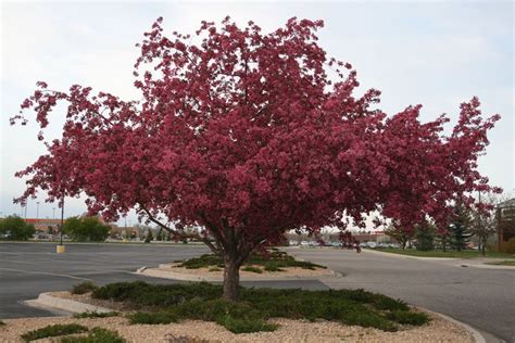 Robinson Crabapple Spring Fall Interest Spring Blooming Trees