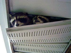 Another good idea is to try to hang some mothballs around the house in spots that you don't want bees to get near. How to Get Rid of Raccoons: Best Raccoon Control Tips ...