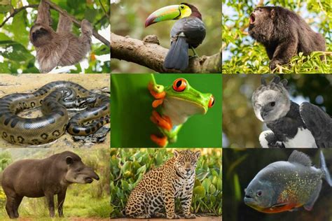 Exploring Biodiversity A Look Into Tropical Rainforest Animals And