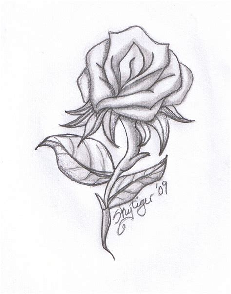 Rose Pencil Drawing By Skytiger On Deviantart