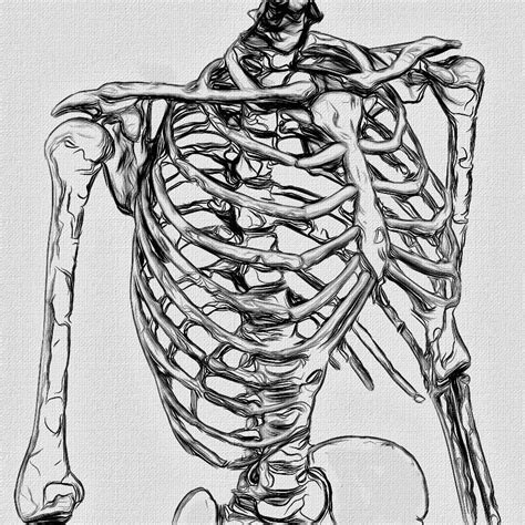 Skeleton Rib Cage Human Heart Drawing Anatomy Art Human Heart