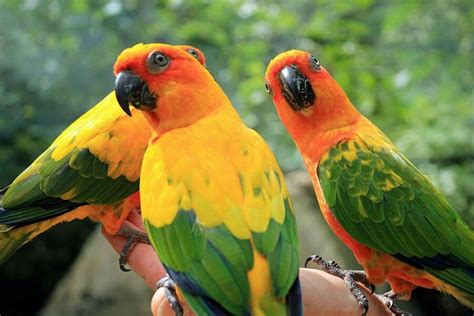 Birds Of Paradise Parakeets In Jamaica Jamaicascene Jamaica News