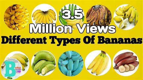 Different Types Of Bananas Youtube