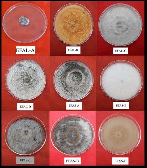 Colony Morphology Of Fungal Endophytes Isolated From Alphonso Variety