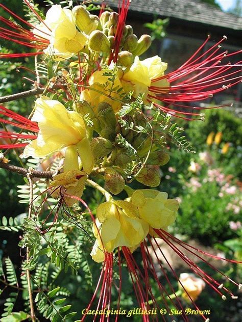 Gosaikunda or gosainkunda is an alpine freshwater sacred lake located in the langtang region of rasuwa district, inside the langtang. Desert Bird of Paradise=Backyard =Caesalpinia gilliesii ...