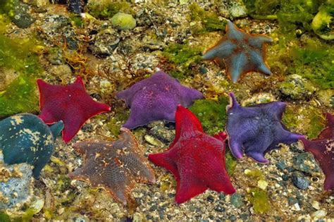 Bat Stars Asterina Miniata Revealed At Low Tide In Equinox Cove