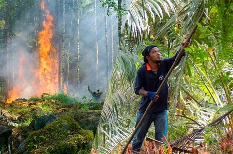 ¿qué Es La Deforestación Y Cuáles Son Sus Causas Y Consecuencias