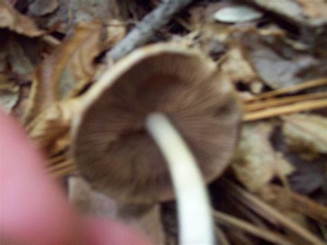 Two More Mushrooms From Virginia Mushroom Hunting And Identification