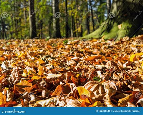 Autumn Colors Leaves In The Park Stock Image Image Of November