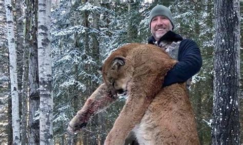 Online Outrage After Canadian Tv Host Kills Cougar In Northern Alberta