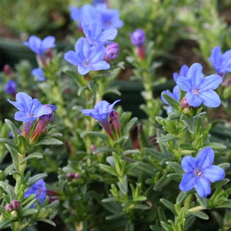 Lithodora Diffusa Heavenly Blue Plants Blue Plants Plants Front