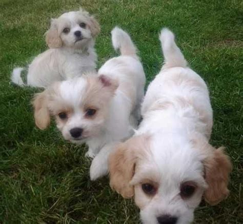 Explore 88 listings for cavachon puppy for sale at best prices. Cavachon Puppies For Sale | Waco, TX #136698 | Petzlover
