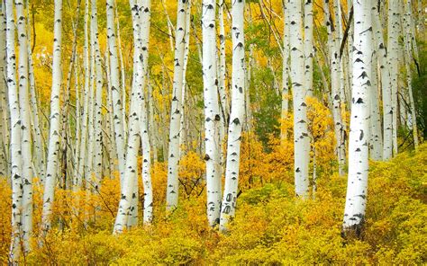 About Birch Forest Hd Wallpaper Now