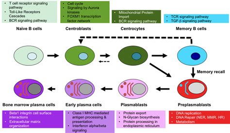 Genomicscape Naïve B Cell To Plasma Cell
