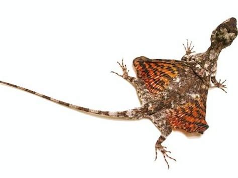 Flying Dragon For Sale Flying Lizard Lizard Pet Dragon