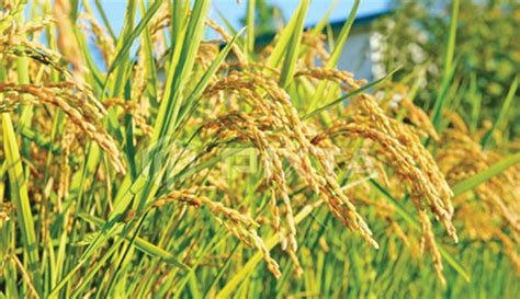 This records an increase from the previous number of 5,703.000 malaysia's production: Rice production hits all-time high-332468