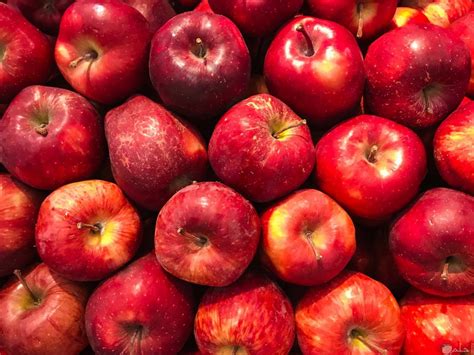 انواع التفاح بالصور اشهى والذ الفواكه حنان خجولة