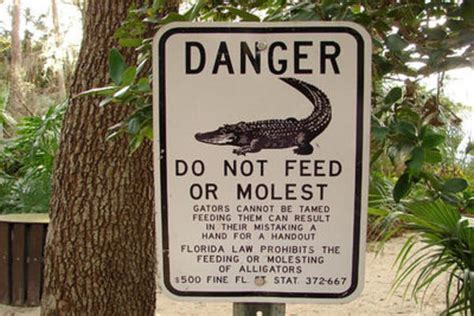 Even Gators Arent Safe From Sex Pests Dafuq Know Your Meme