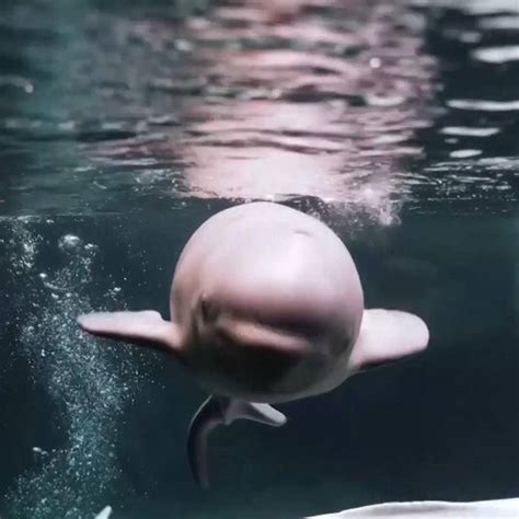 Time Baby Beluga Whale Born At Georgia Aquarium Facebook