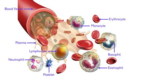 Fisiología De La Sangre Bodytech