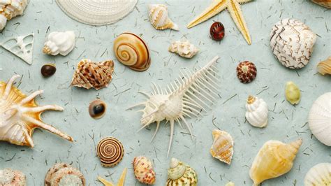 Different Types Of Seashells Wallpapers And Images Wallpapers