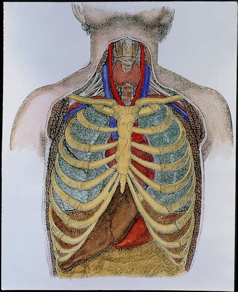 Historical Artwork Of Organs In The Human Thorax Photograph By Science Photo Library Pixels
