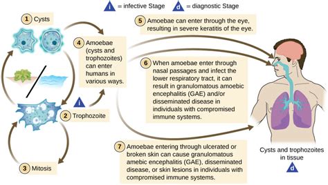 Protozoan And Helminthic Infections Of The Skin And Eyes Microbiology